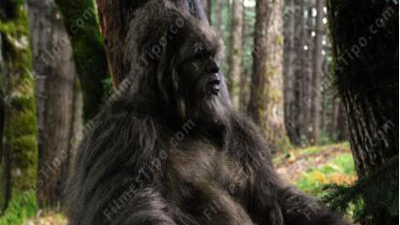 Voir film Sasquatch en streaming