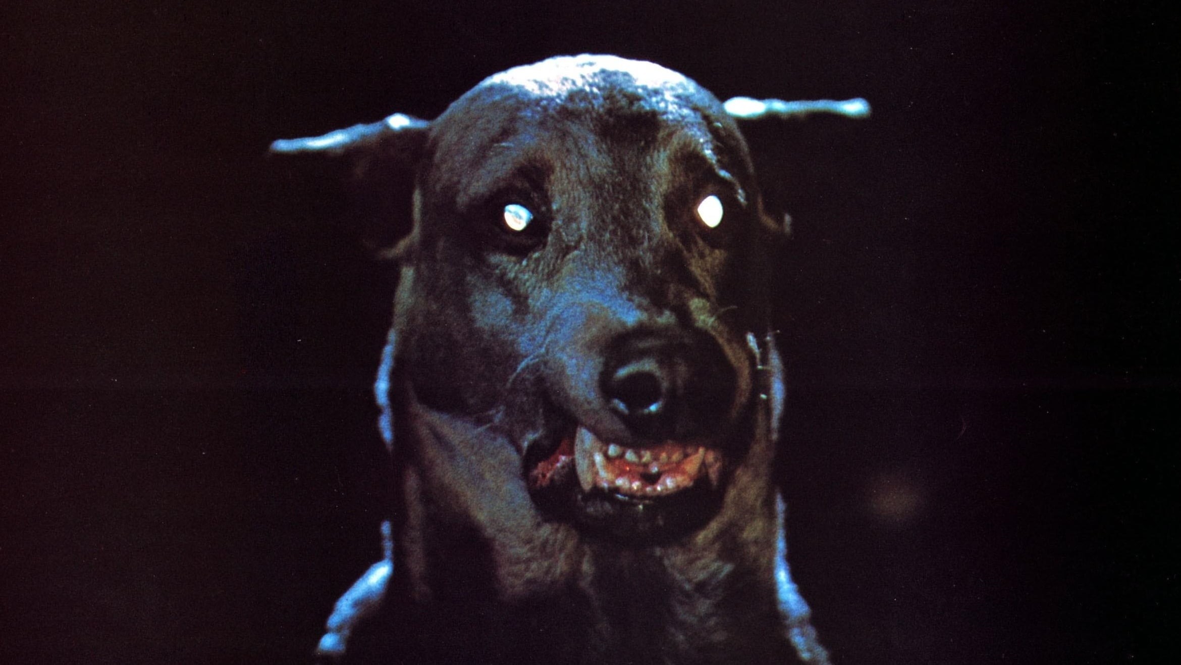 Voir film Zoltan, le chien sanglant de Dracula en streaming